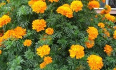 万寿菊花，夜来香花