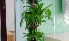 接待室风水植被开运法  郑州花草租摆