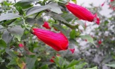 悬铃花（木本植物）
