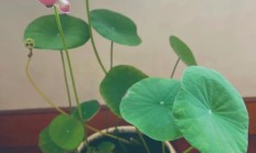 碗莲（水生植物）