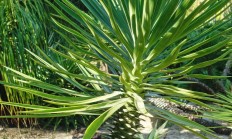 酒瓶兰（木本植物）