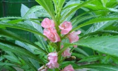 指甲花图片，指甲花的学名叫什么