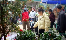 苏州：新年临近 花卉走俏