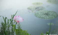 在夏天，我拍了一个莲花赛，我怎么能拍摄很多莲花照片？