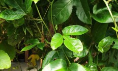 百香果是种还好吗的植被？怎样培养？