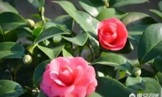 在朔方室内怎样养好茶花花？