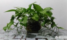 在教养花，有哪些简单打理的花草种类犯得着引荐？