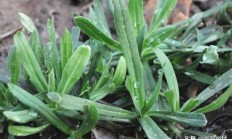 乡村百般野菜图片名字？