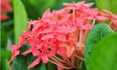 仙丹花，红仙丹花养殖注意事项