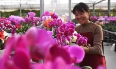 潍坊青州年宵花市场抢占新春先机
