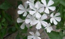 12个月的白色雪花是什么？