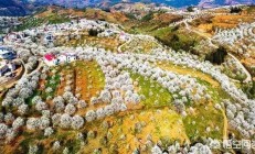 诗词拍照：李白的“柳色黄金嫩，梨斑白雪香”意象怎样拍摄？