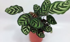 孔雀竹芋烂根了怎样繁衍？