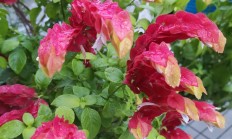 虾衣花（木本植物）