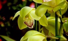 大花惠兰:开花的大花惠兰怎么养护管理，请教一下？