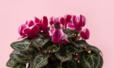仙客来（球根植物）