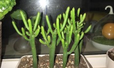 绿玉树，绿玉树怎么修剪