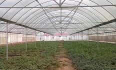 我再耕地上盖了彩钢大棚，筹备繁育花奔，这属于不法兴办吗？