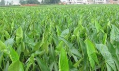 怎样科学举行茨菰培植？有没有什么好本领？