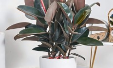橡皮树（木本植物）