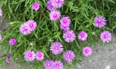 松叶菊
