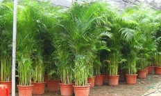 燕柱凤凰竹子之间有什么区别？燕柱可以做盆栽植物吗？