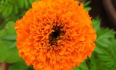 万寿菊（草本植物）