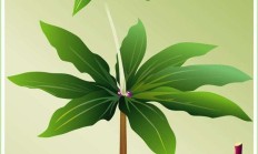 七叶一枝花是怎么办的草药呢？
