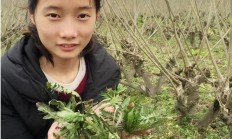 荠菜好卖么，大地步种荠菜卖，效率会咋样呢？