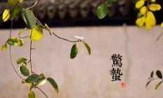 今天的恐怖，除了玩小人，白虎，是什么样的自定义习惯？谢谢？