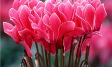 仙客来的花语是什么？如何保护本领花期长、脸色靓？