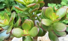 这个燕子掌怎样修剪？