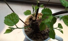 这是啥植被？