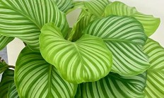 圆叶竹芋（草本植物）