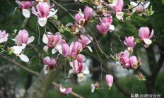 怎样赞叹玉兰花？