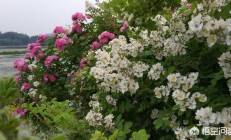 阿曼无刺白花野蔷薇究竟是哪一种野蔷薇？有图片吗？