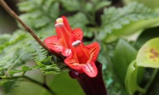 口红花（藤本植物）