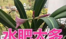 白肋贮点红红叶子有60厘米长，如何办呢？