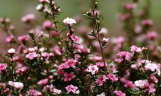 松红梅（木本植物）