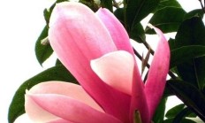 广玉兰花期，广玉兰花期多长