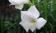 哪些花草？