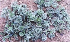 都是野菜，干什么人们不吃泥胡菜和附地菜？