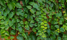 爬山虎（藤本植物）
