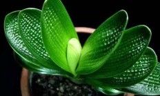君子兰的特点，君子兰的特点是什么呢