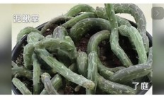 拍照：多肉植被“乌羽玉缀化”如何拍？