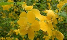 棣棠花（木本植物）