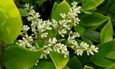 女贞（木本植物）