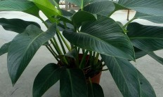 金钻（草本植物）