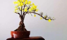 连翘，花开芬芳淡艳，盆栽要怎样处置呢？