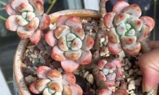 凝脂莲和劳尔是一个种类吗？